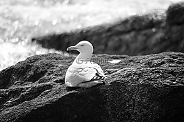 海鷗,鳥(niǎo),動(dòng)物