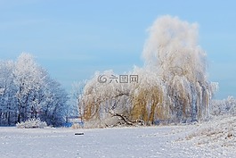 景觀,樹,牧場