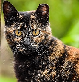 眼睛,看,猫