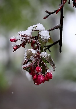 花卉,雪,凍結(jié)