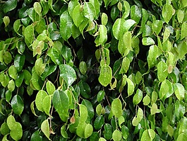 葉,性質(zhì),樹
