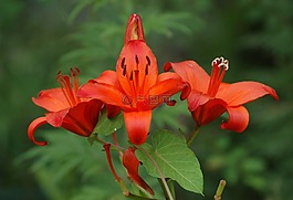 百合,花,開花