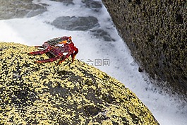 红蟹悬崖,蟹,meeresbewohner