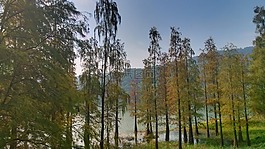 湖水,樹,葉子