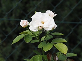 鮮花,葉子,關(guān)閉