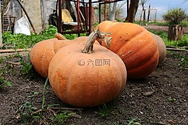 南瓜,蔬菜,村