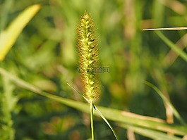 草,風(fēng),廠