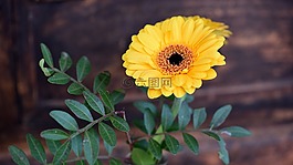非洲菊,花,schnittblume