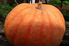 南瓜,蔬菜,村