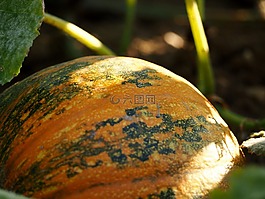 南瓜,字段,農(nóng)業(yè)