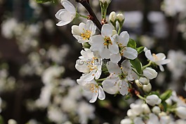 花,布魯姆,樹(shù)