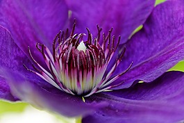 鐵線蓮,開花,花