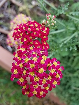花園,花,顏色