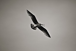 鳥,海鷗,海