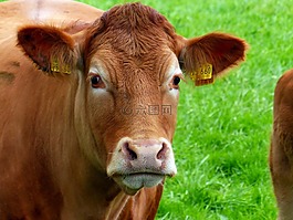 牛肉,牧场,牲畜