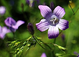 桔梗,花,開花