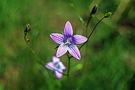 桔梗,花,開花