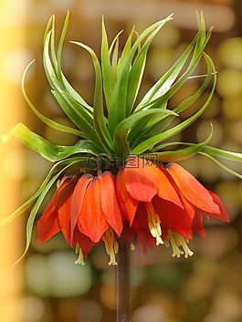 帝冠,花,開花