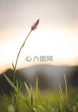 性質(zhì),花,粉紅色的花