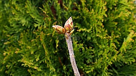 性質(zhì),芽,春