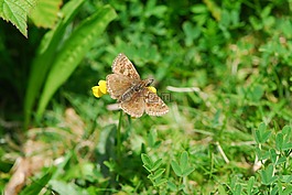 灰溜溜船長(zhǎng),隊(duì)長(zhǎng),蝴蝶