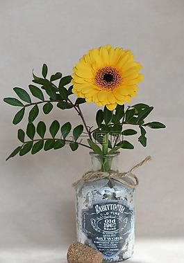 花,非洲菊,橙花
