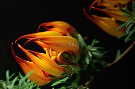 開花,蓮花,廠