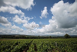 夏季,酒,葡萄园