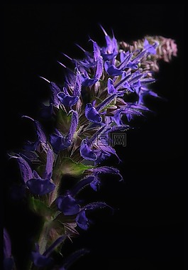 開花,丹參,紅花期株
