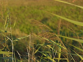 蕨類,草地,過獨(dú)身生活
