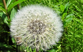 蒲公英,花,特寫
