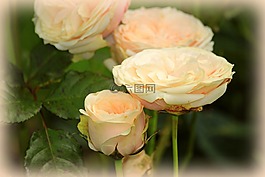 玫瑰,玫瑰花,鮮花