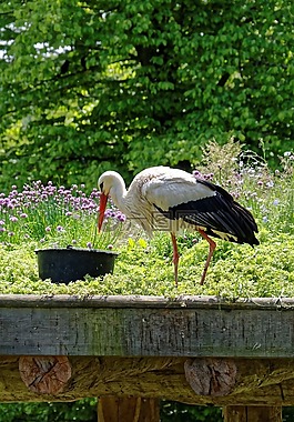 鸛,鳥(niǎo),動(dòng)物
