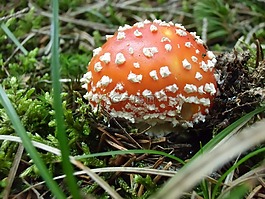 飛木耳,蘑菇,紅色飛木耳香菇