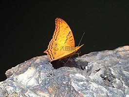 蝴蝶,性質(zhì),有色