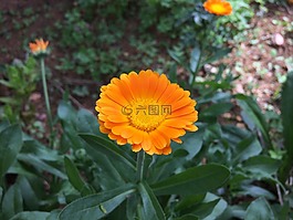 植物,性質(zhì),花卉