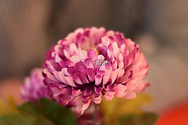 玫瑰,花,自然