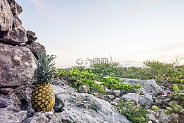 菠蘿,巖,水果
