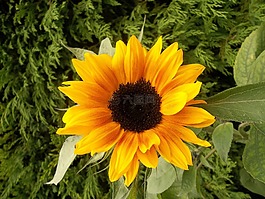 向日葵,花園,鮮花