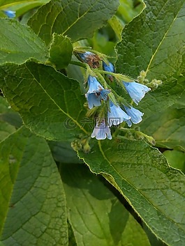 雛菊,藍色,花卉