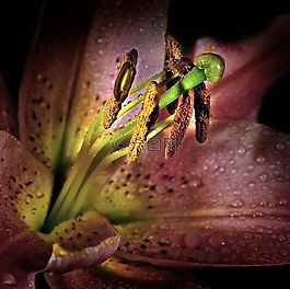 開(kāi)花,宏,花