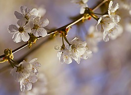 開(kāi)花,粉紅色,宏