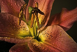開花,宏,花