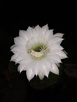 仙人掌,的的,花园
