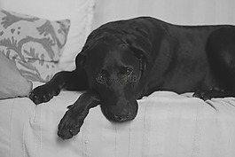 拉布拉多犬,黑实验室,黑