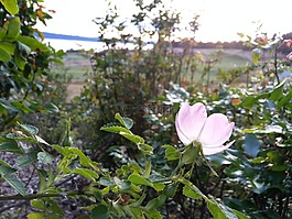 微妙,寧靜,野玫瑰