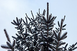 松樹,雪,松