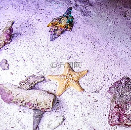 海星,珊瑚,水