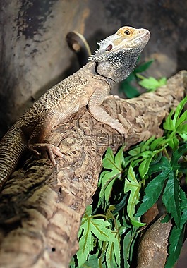 爬行動物,動物園,性質(zhì)