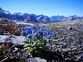鮮花,景觀,戶外
